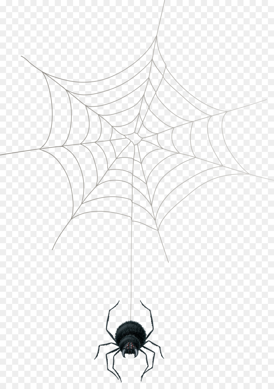 Spider web Theridiidae Arthropod - spider png download - 5667*8000 - Free Transparent Spider png Download.