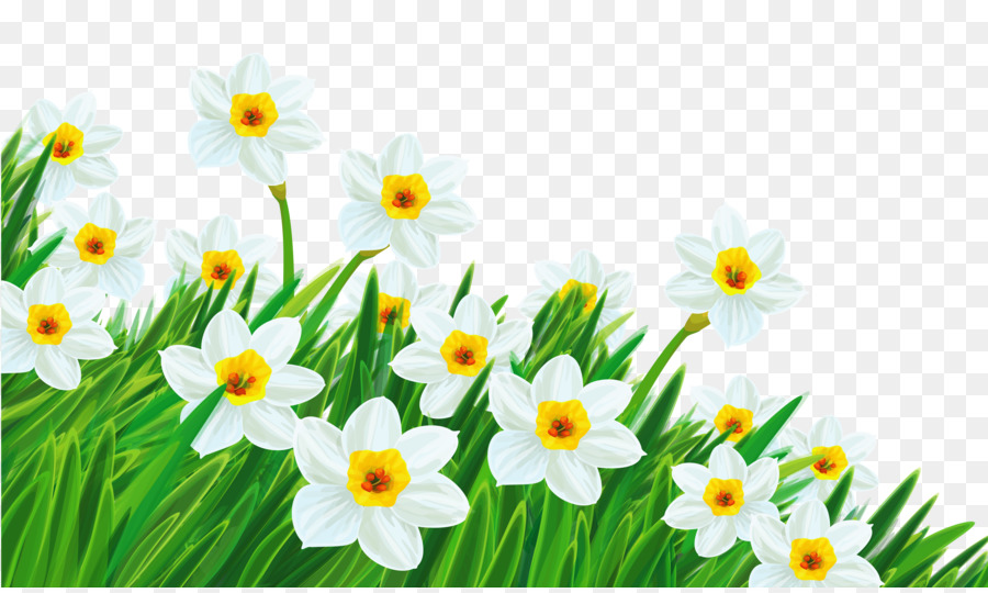 Flower Free content Clip art - Daffodils Images png download - 5000*2970 - Free Transparent Flower png Download.