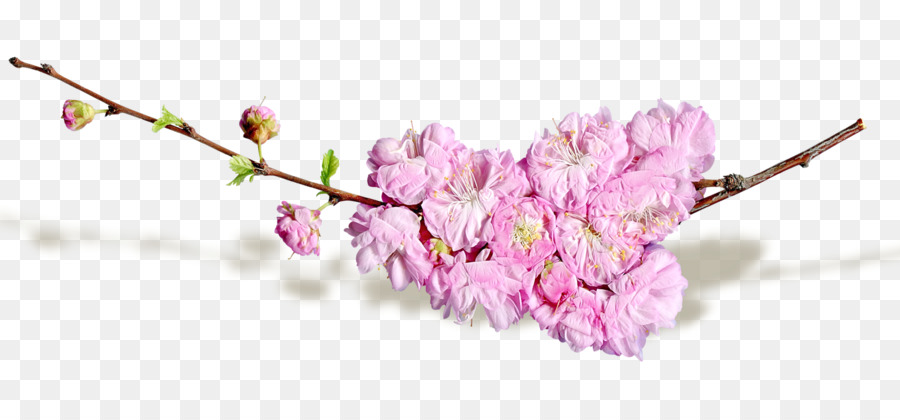 Cut flowers Blog - spring flowers png download - 1600*738 - Free Transparent Flower png Download.
