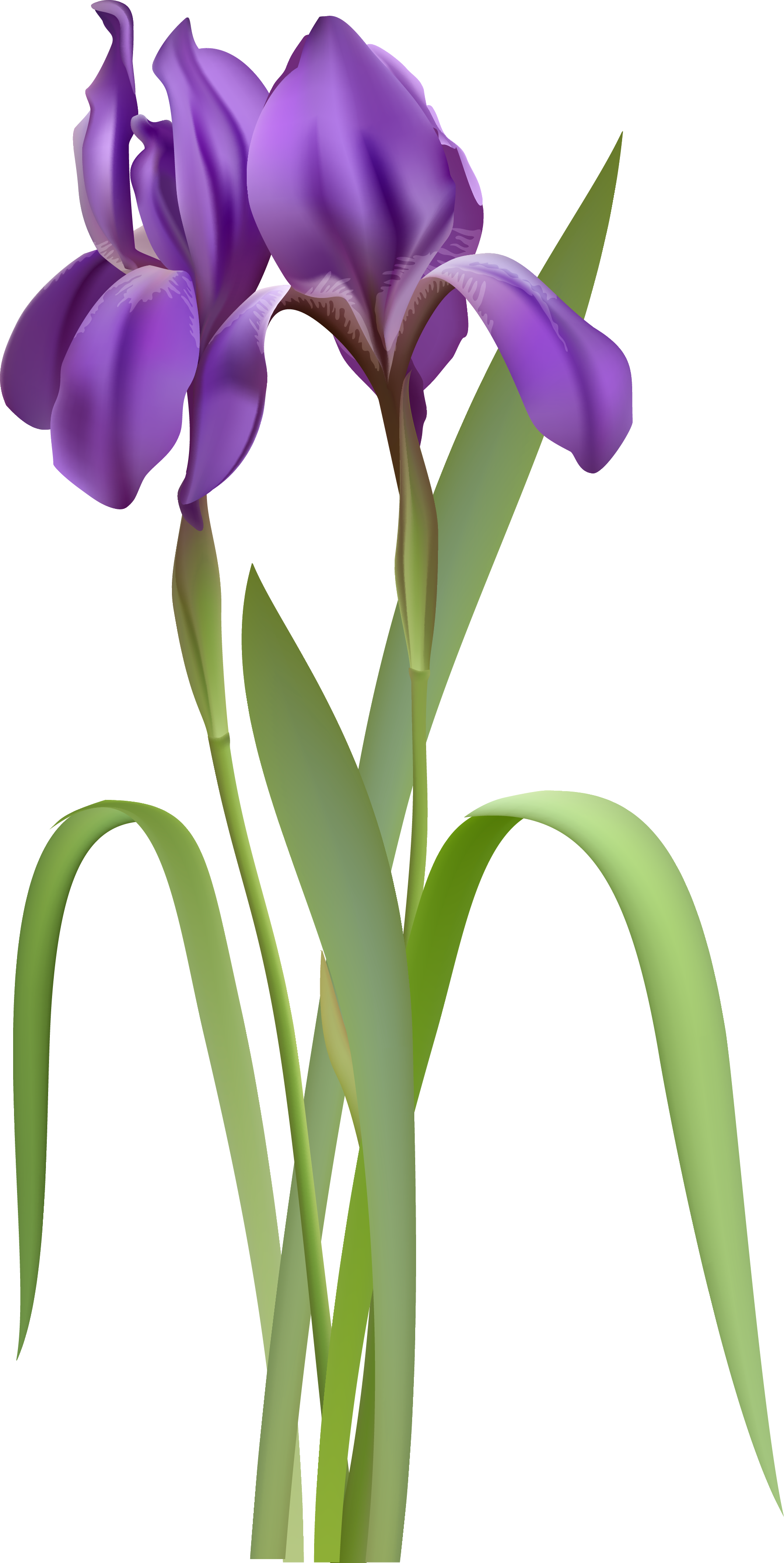 Iris versicolor Clip art - Iris Spring Flower PNG Clipart png download