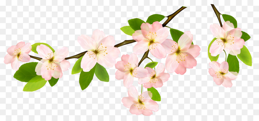 Branch Flower Clip art - spring png download - 4596*2114 - Free Transparent Branch png Download.