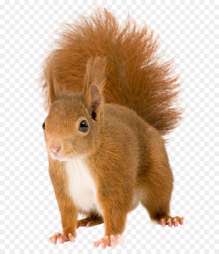 Chipmunk Red squirrel Rodent - squirrel png download - 829*1024 - Free Transparent Chipmunk png Download.