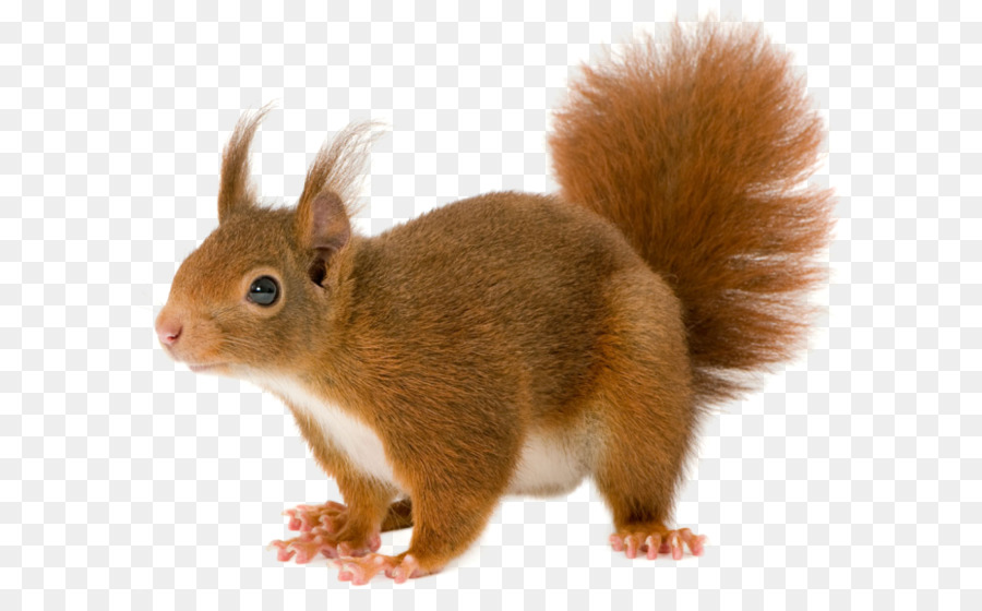 Red squirrel - Squirrel PNG png download - 670*562 - Free Transparent Squirrel png Download.