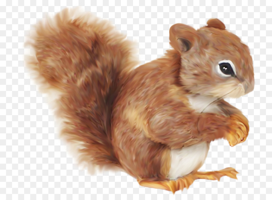 Squirrel Cartoon Clip art - balloon color png download - 800*658 - Free Transparent Squirrel png Download.