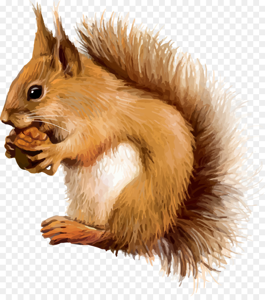 Red squirrel Clip art - squirrel png download - 2346*2628 - Free Transparent Squirrel png Download.