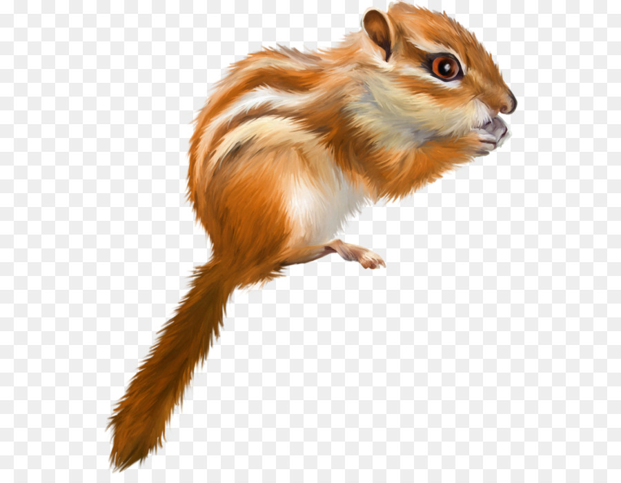 Tree squirrel Drawing - squirrel png download - 600*687 - Free Transparent Squirrel png Download.