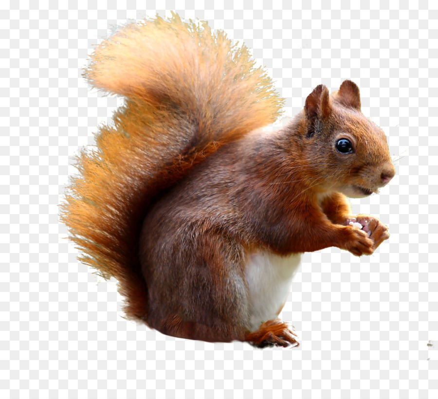 Squirrel baffle Cat Portable Network Graphics Red squirrel - squirrel png download - 3012*2682 - Free Transparent Squirrel png Download.