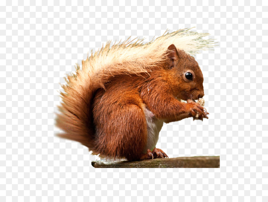 Red squirrel Rodent - squirrel png download - 1890*1417 - Free Transparent Squirrel png Download.