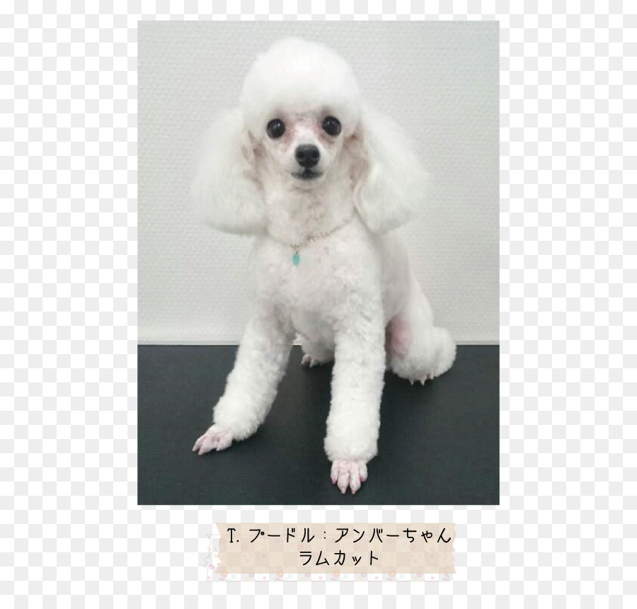 Miniature Poodle Toy Poodle Standard Poodle Puppy - puppy png download - 595*842 - Free Transparent Miniature Poodle png Download.