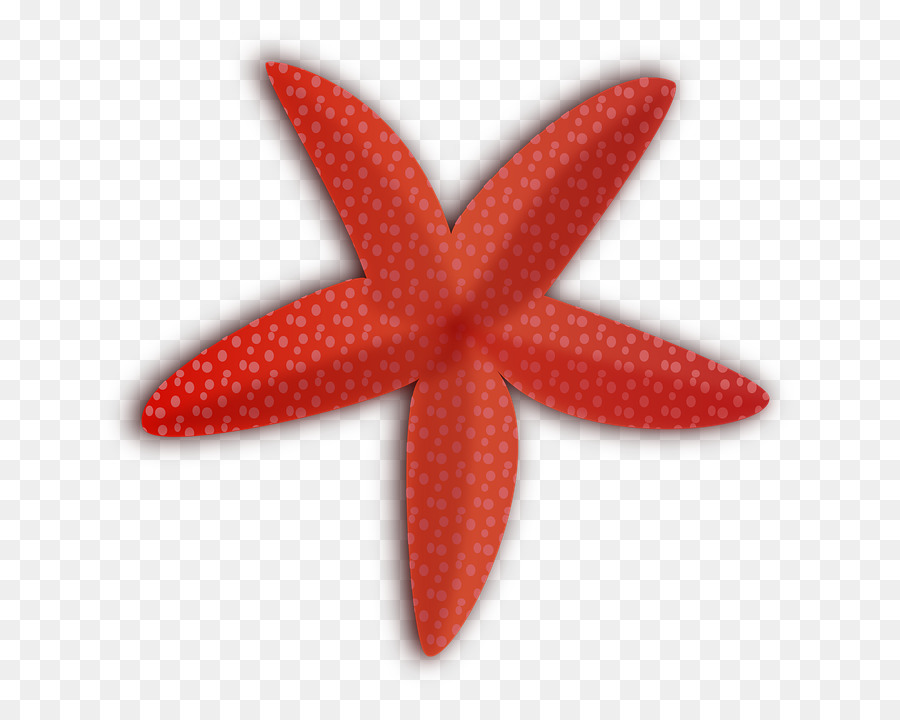Starfish Invertebrate Drawing Clip art - starfish png download - 759*720 - Free Transparent Starfish png Download.