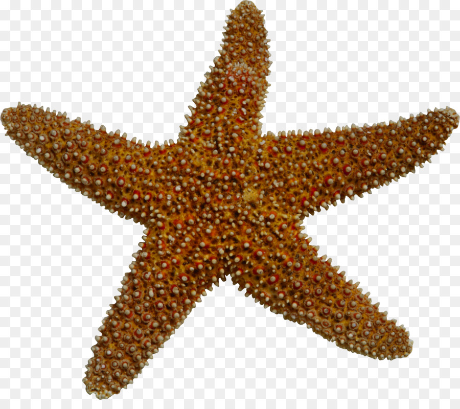 Starfish Sea Clip art - Starfish element png download - 2335*2029 - Free Transparent Starfish png Download.
