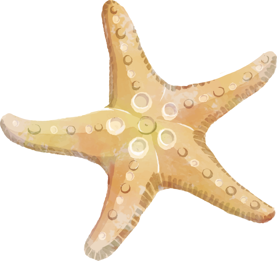 Starfish Echinoderm Clip Art Starfish Png Download 936880 Free