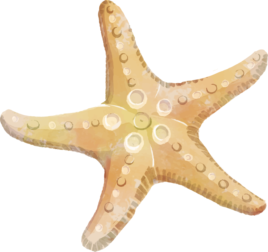 Starfish Echinoderm Clip art - starfish png download - 936*880 - Free