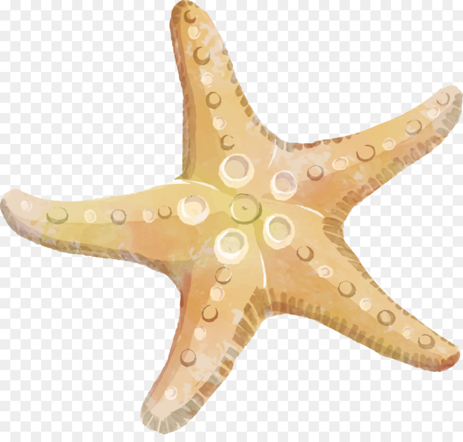 Starfish Echinoderm Clip art - starfish png download - 936*880 - Free Transparent Starfish png Download.