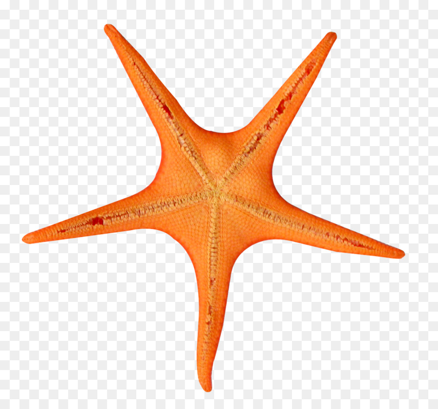 Starfish Brittle stars Echinoderm - starfish png download - 1220*1138 - Free Transparent Starfish png Download.