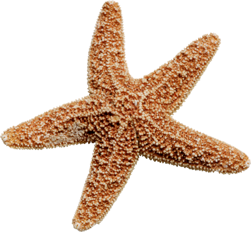 Starfish Clip Art Starfish Png Download 800738 Free Transparent