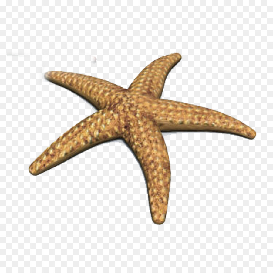 Crown-of-thorns starfish Animation - starfish png download - 1500*1500 - Free Transparent Starfish png Download.