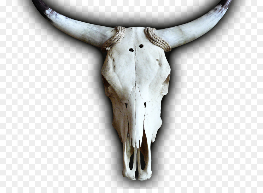Cattle Skull Jeffrey Horn - skull png download - 820*645 - Free Transparent Cattle png Download.