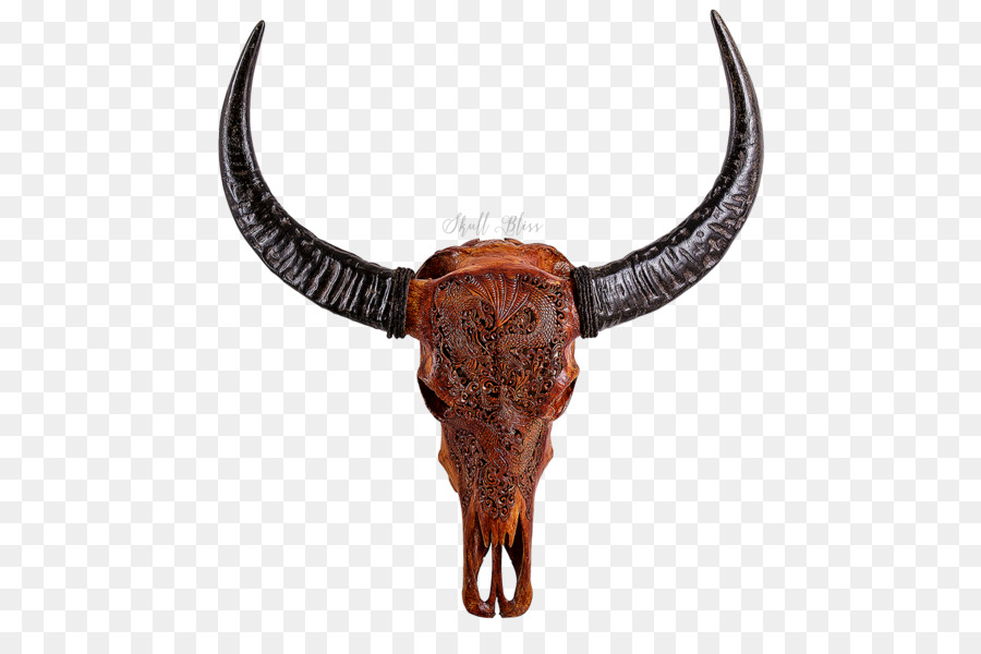 Texas Longhorn English Longhorn Skull Antique - buffalo skull png download - 600*600 - Free Transparent Texas Longhorn png Download.