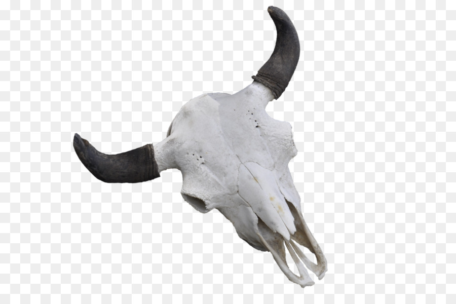 Cattle Skull Jeffrey Horn - skull png download - 1024*680 - Free Transparent Cattle png Download.