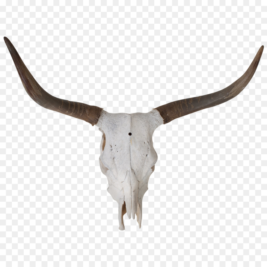 Texas Longhorn Bull Skull Bone - Longhorn png download - 1200*1200 - Free Transparent Texas Longhorn png Download.