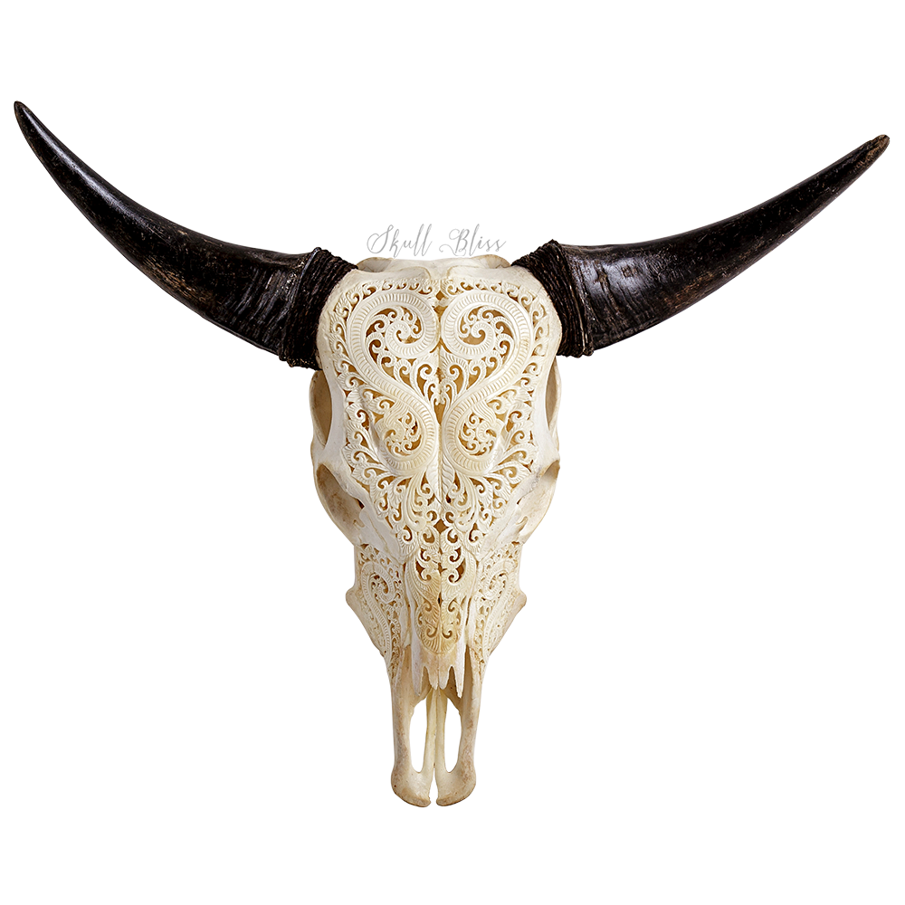 Texas Longhorn Animal Skulls Bull - skull png download - 1000*1000