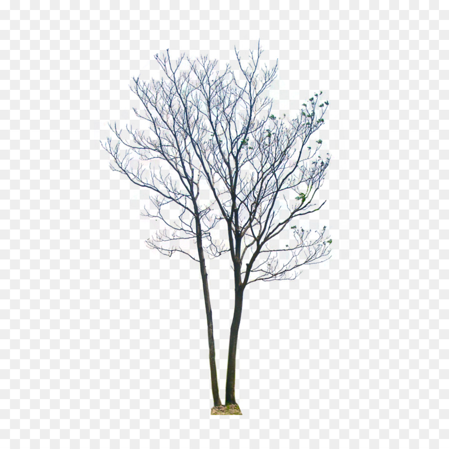 Stock photography Royalty-free Royalty payment Image - tree transparent background color png download - 1056*1056 - Free Transparent Stock Photography png Download.