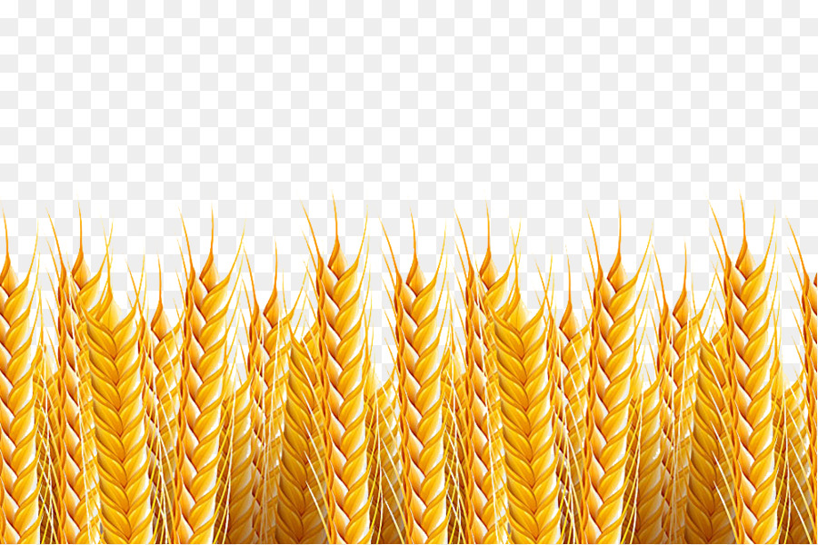 Wheat Stock photography Illustration - Wheat background png download - 1000*666 - Free Transparent Wheat png Download.