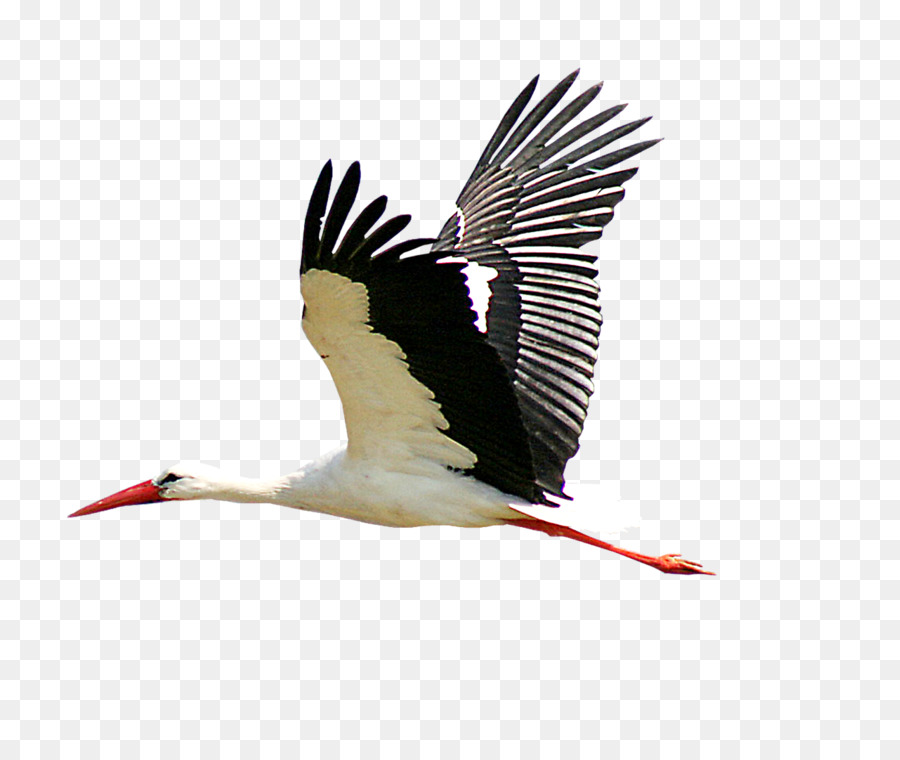 White stork Portable Network Graphics Bird Clip art Beak - carrying png stork png download - 1280*1063 - Free Transparent White Stork png Download.