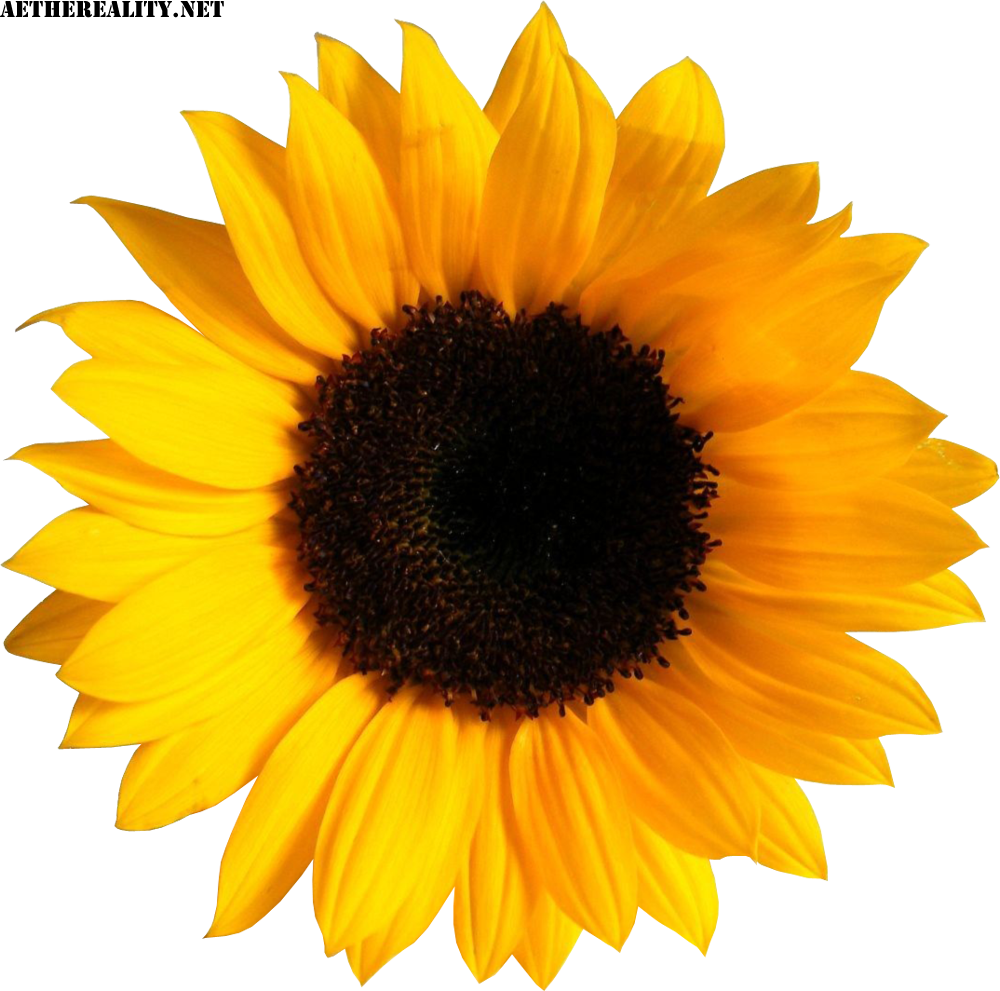 Common Sunflower Image Sticker Clip Art Flower Png Download 1000