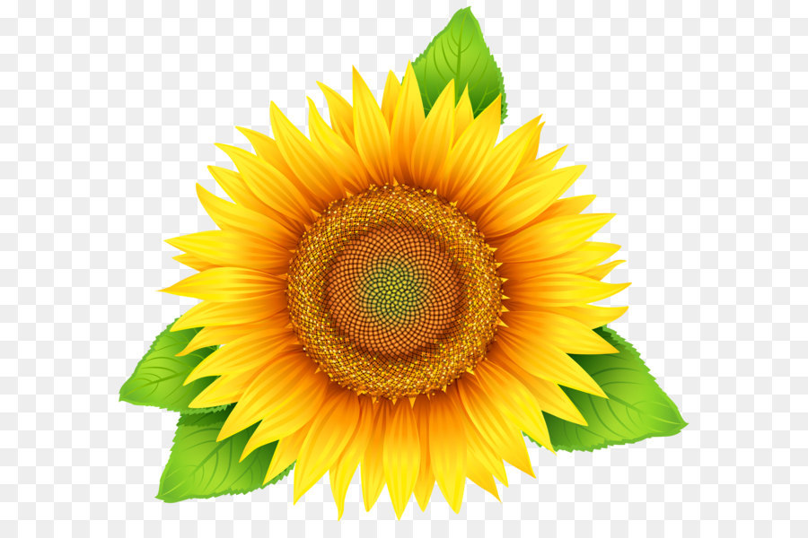 Common sunflower Pixel - Sunflower PNG Clipart Image png download - 4000*3621 - Free Transparent Common Sunflower png Download.