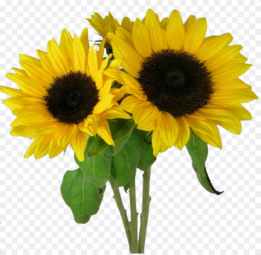 Sunflowers Desktop Wallpaper Clip art - Picture PNG Sunflower png download - 1600*1556 - Free Transparent Sunflowers png Download.