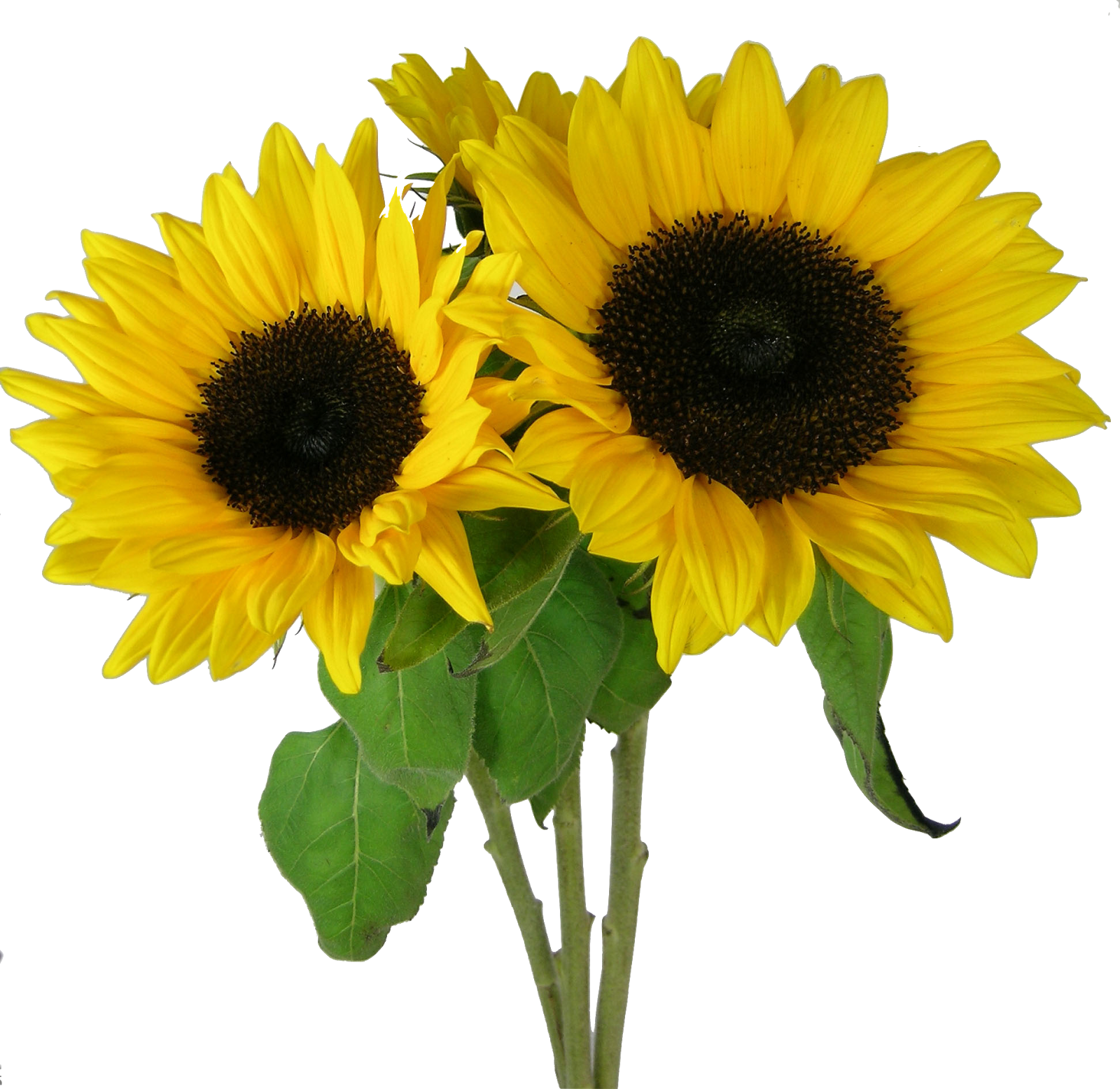 Sunflowers Desktop Wallpaper Clip Art Picture Png Sunflower Png