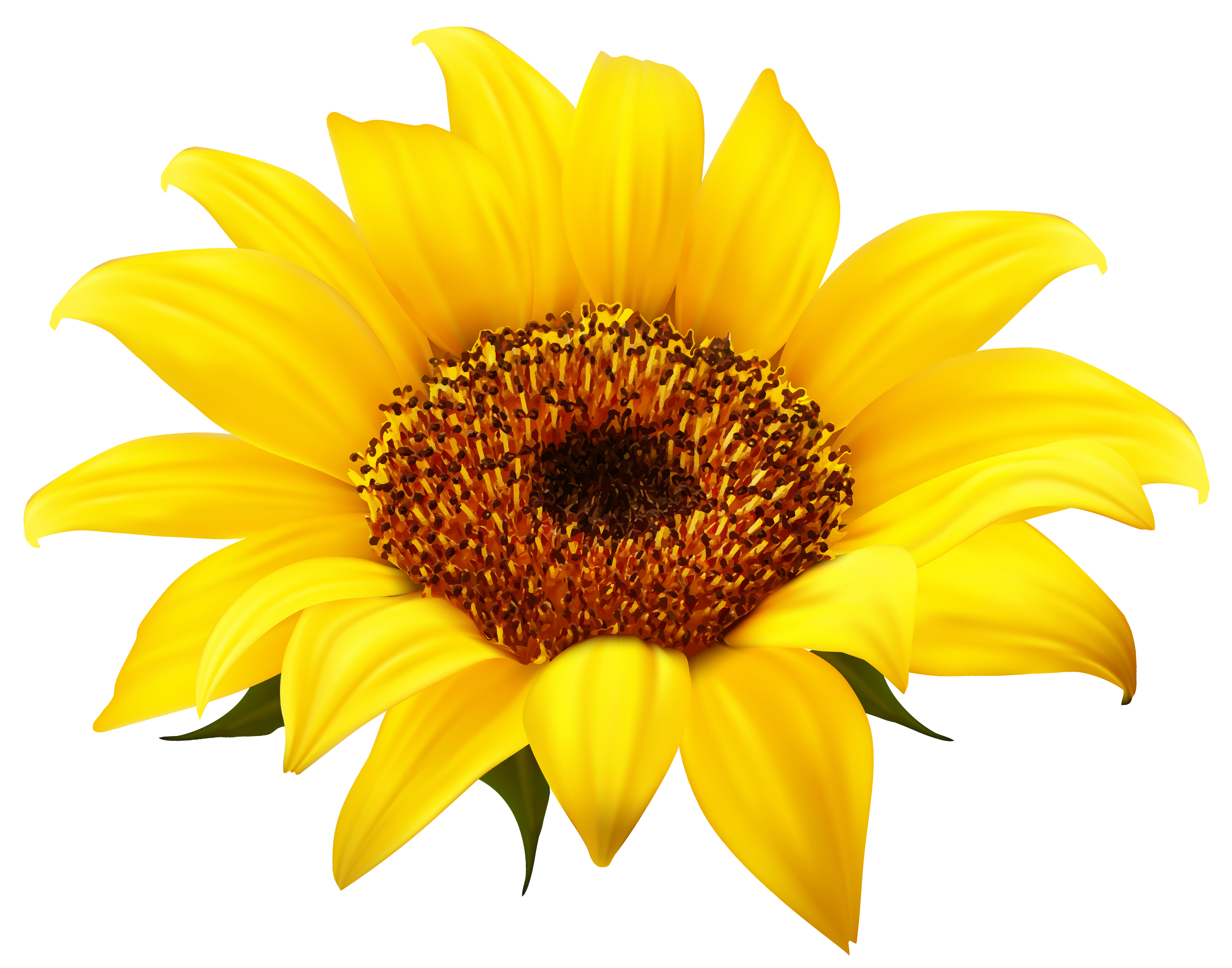 Download Common sunflower Clip art - Sunflower Clipart PNG Image ...