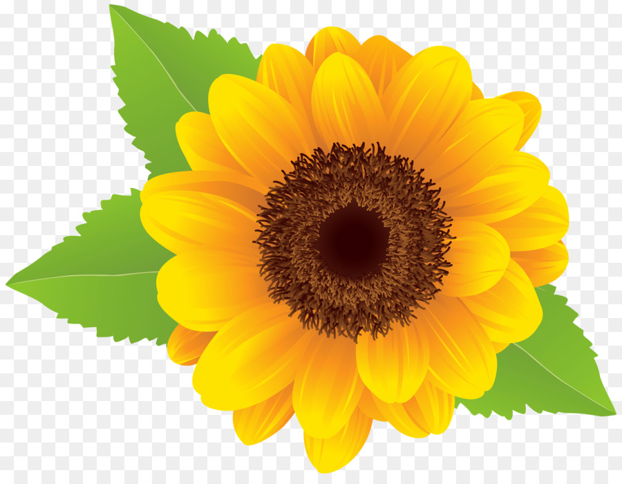 Featured image of post Sunflowers Clipart Transparent