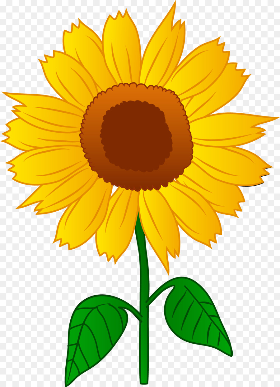 Common sunflower Drawing Clip art - No Plants Cliparts png download - 4909*6763 - Free Transparent Common Sunflower png Download.