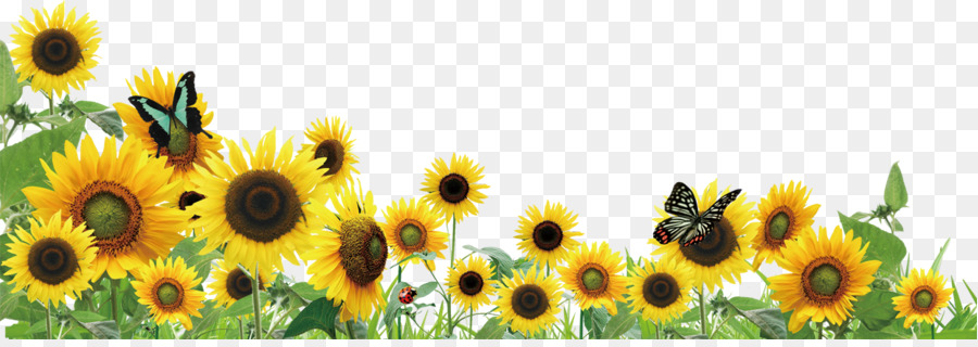 Common sunflower Clip art - sunflower png download - 1246*434 - Free Transparent Common Sunflower png Download.