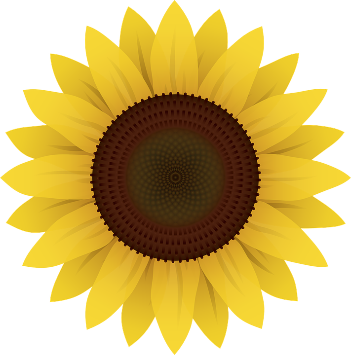 Download Common sunflower Clip art - others png download - 711*720 ...