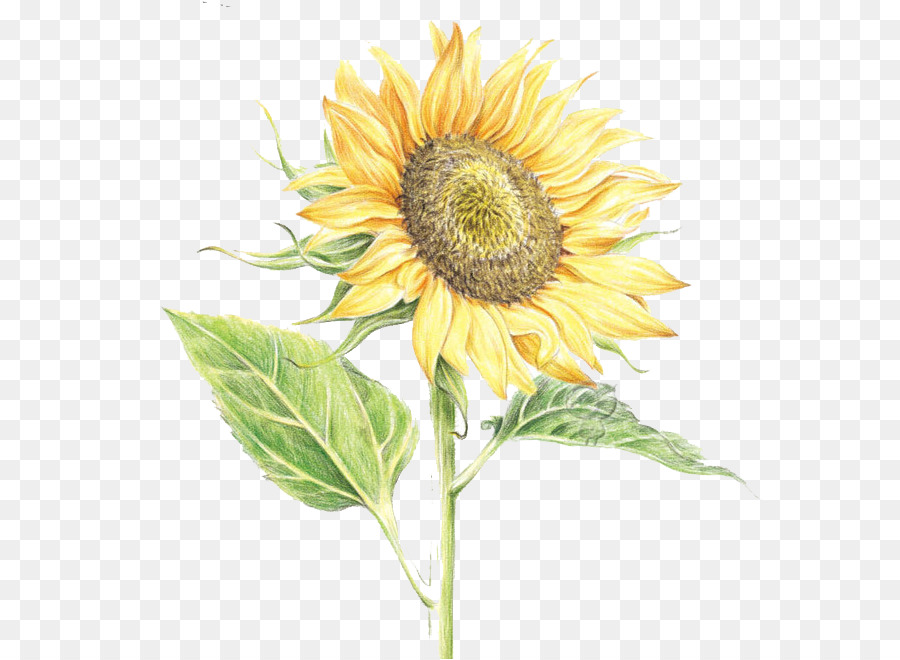 Common sunflower Watercolor painting - Hand-painted sunflower png download - 652*659 - Free Transparent Common Sunflower png Download.