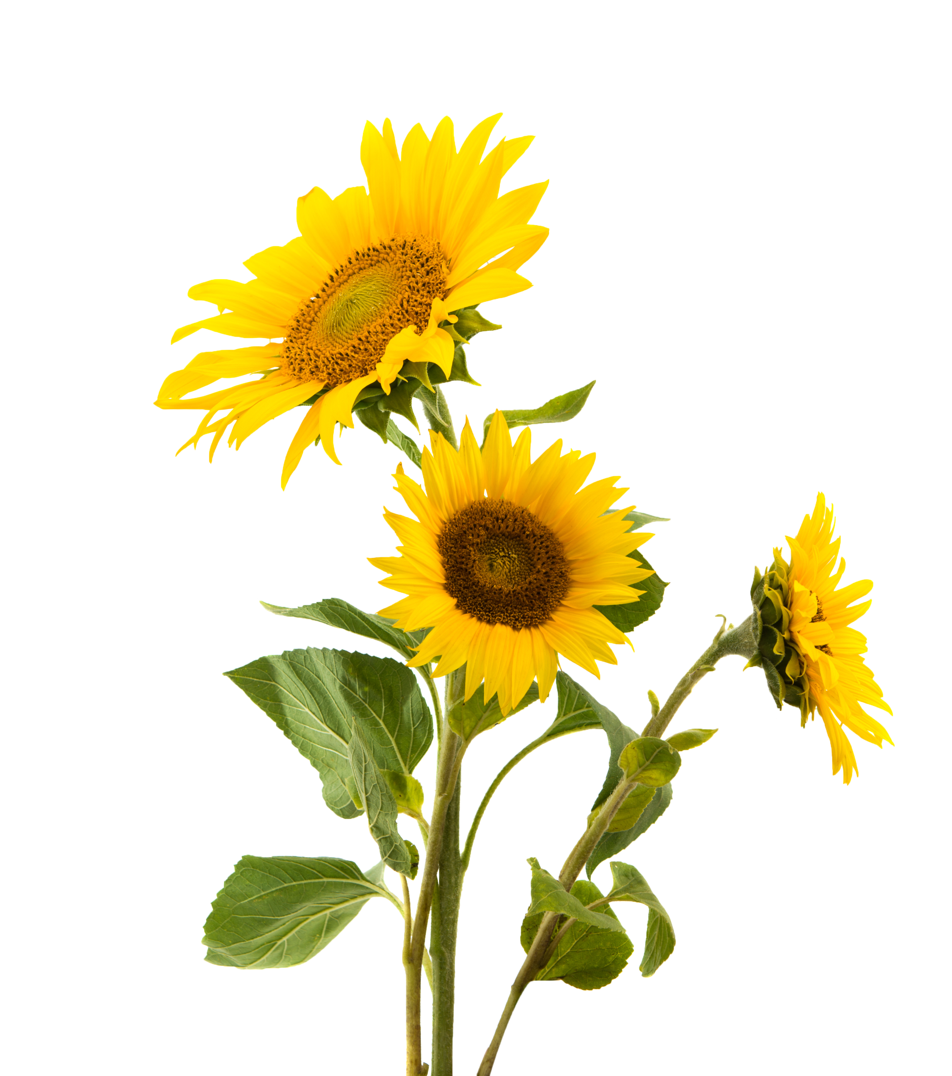 3500x3096 - Half sunflower svg, split flower monogram file, sunflower bouqu...