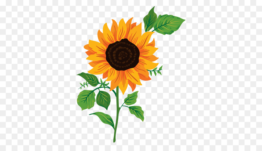 Common sunflower Drawing - sunflower leaf png download - 512*512 - Free Transparent Common Sunflower png Download.