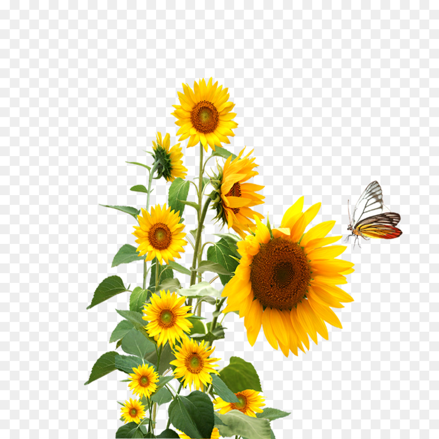 Common sunflower - sunflower,butterfly png download - 1181*1181 - Free Transparent Common Sunflower png Download.