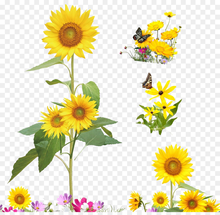 Common sunflower Cartoon Illustration - Yellow sunflowers png download - 1024*988 - Free Transparent Common Sunflower png Download.