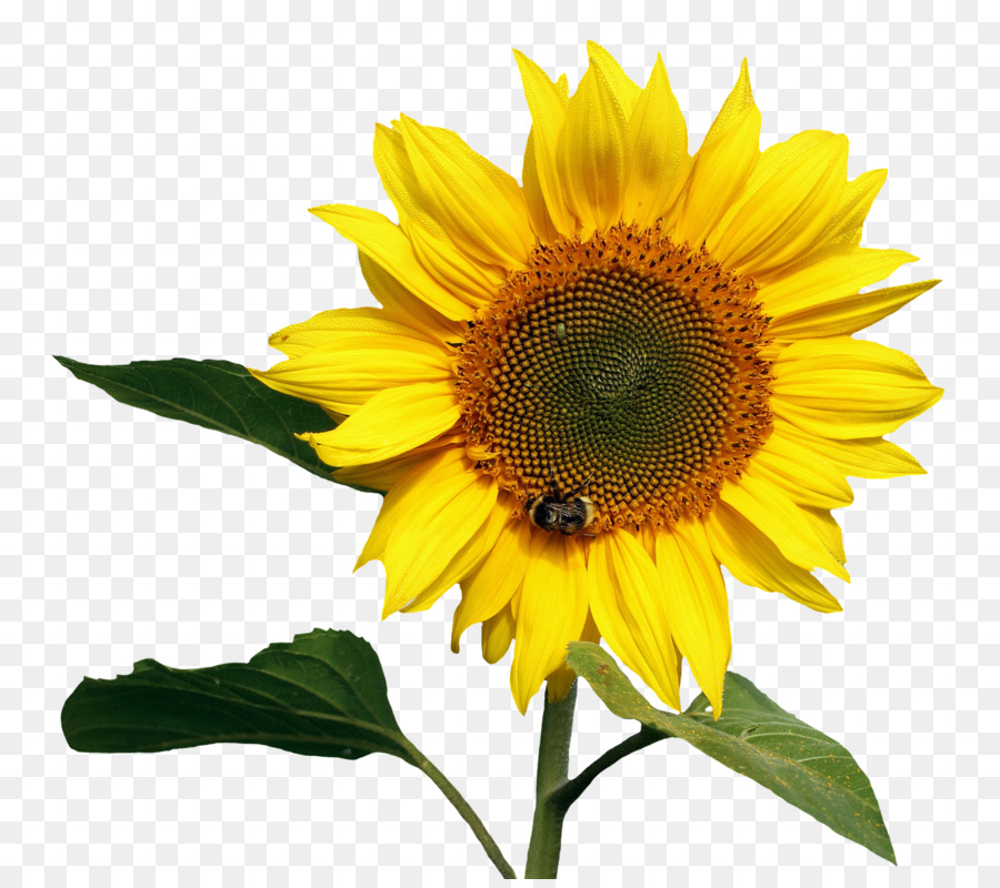 Common sunflower - Sunflower Transparent png download - 1500*1320 - Free Transparent Common Sunflower png Download.