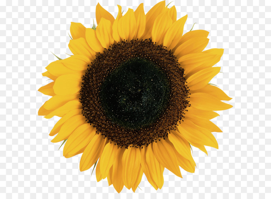 Common sunflower Euclidean vector Illustration - Sunflower PNG png download - 1962*1938 - Free Transparent Mother png Download.