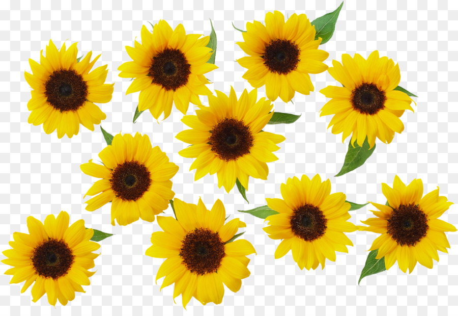 Common sunflower Yellow - sunflower png download - 1000*678 - Free Transparent Common Sunflower png Download.