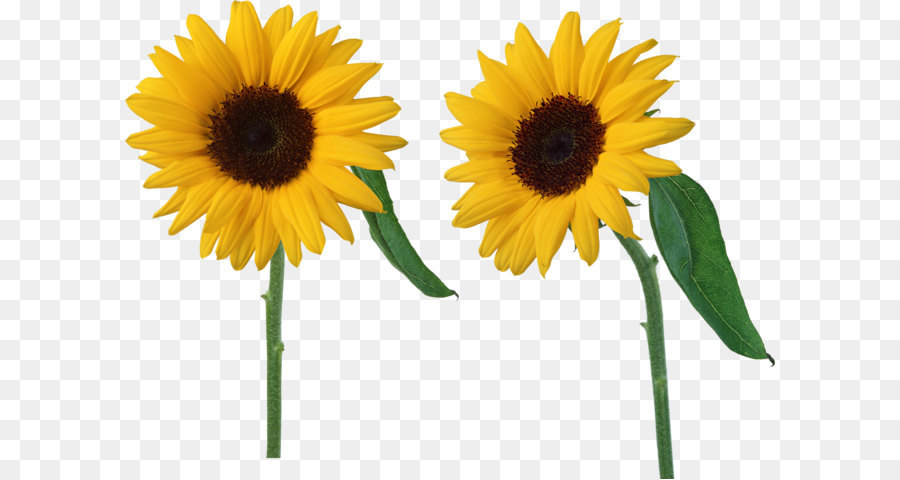 Common sunflower - Sunflowers PNG png download - 3848*2835 - Free Transparent Common Sunflower png Download.