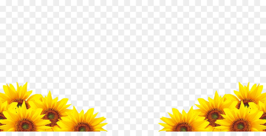 Free Free Transparent Background Border Sunflower Clipart SVG PNG EPS DXF File