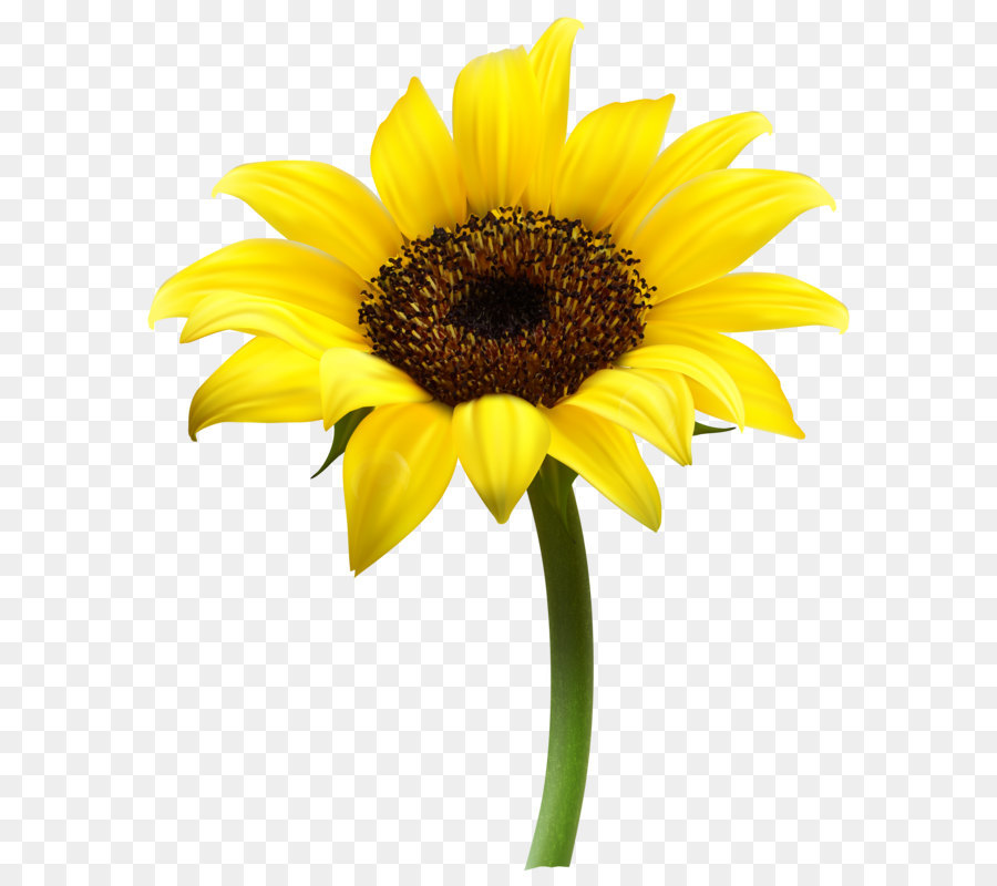 Common sunflower Clip art - Beautiful Sunflower Transparent PNG Clip Art Image png download - 6544*8000 - Free Transparent Common Sunflower png Download.