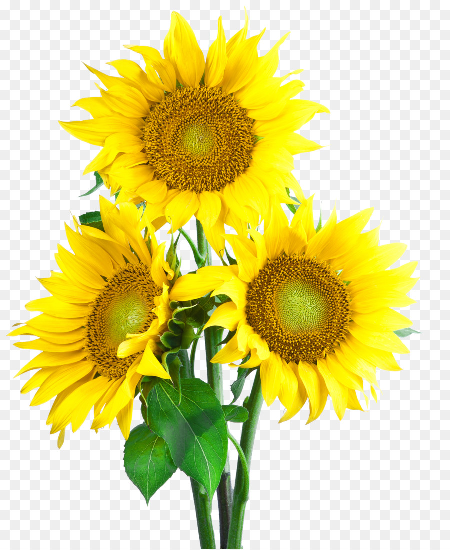 Common sunflower Sunflower seed Wallpaper - sunflower png download - 4178*5100 - Free Transparent Common Sunflower png Download.